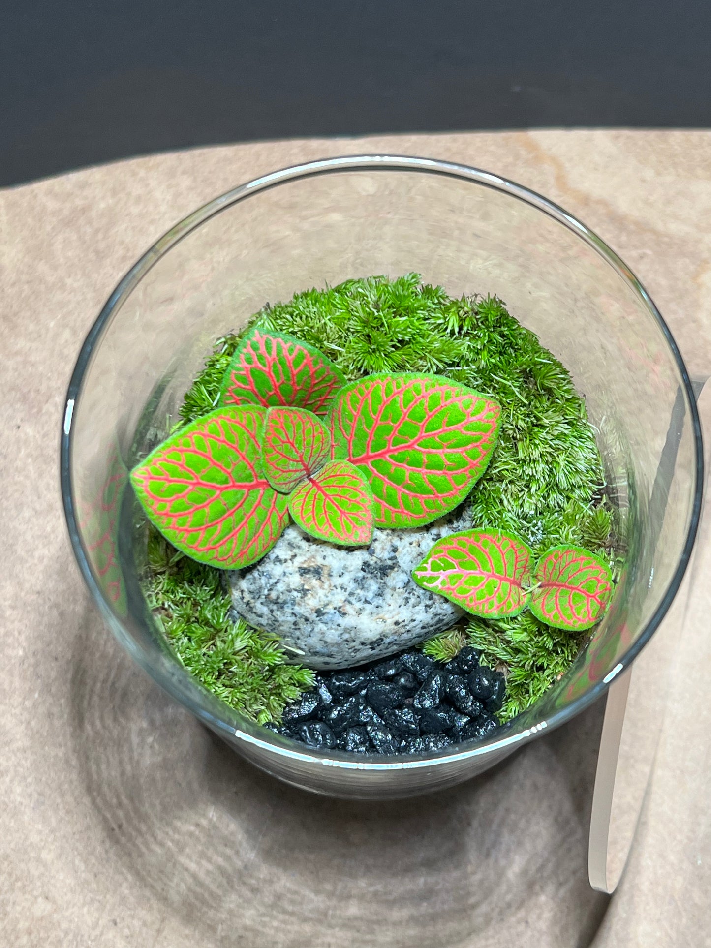Terrarium 676