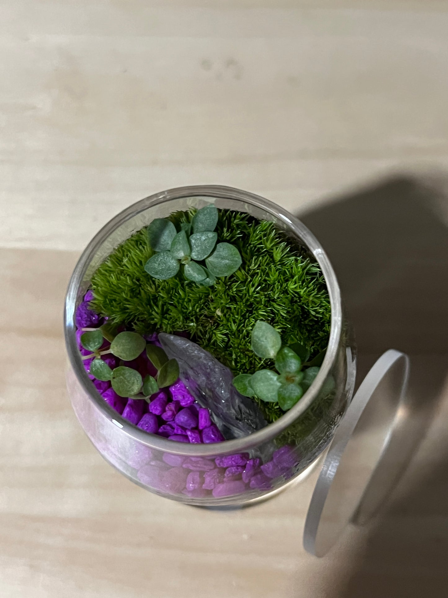 Terrarium 734