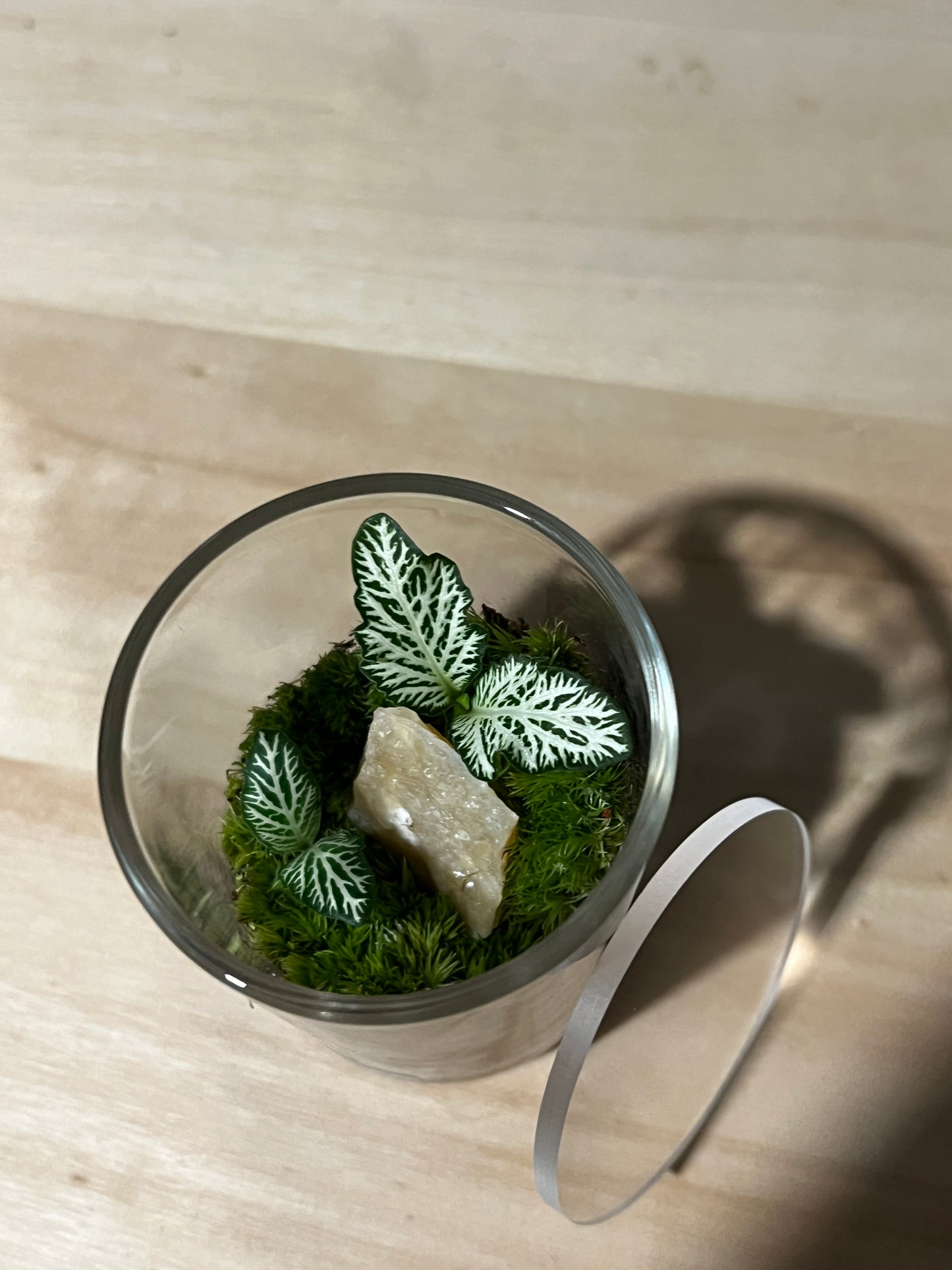 Terrarium 737