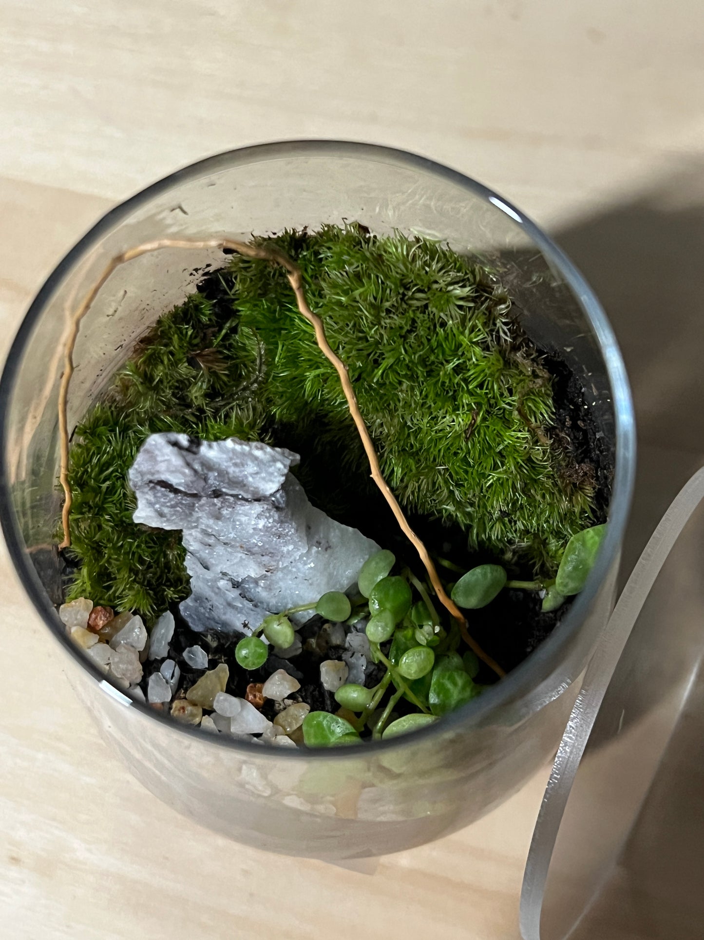 Terrarium 740