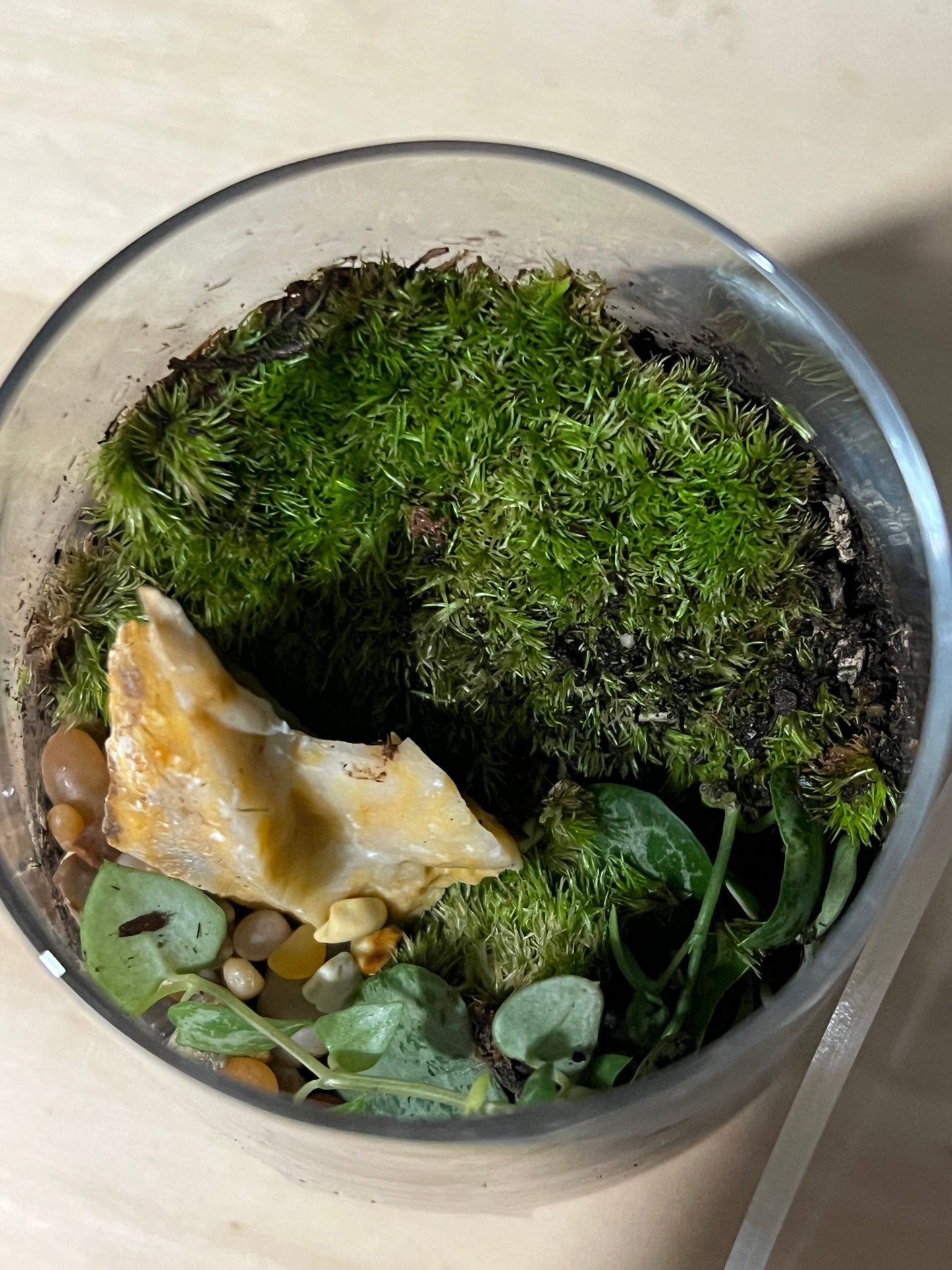 Terrarium 741