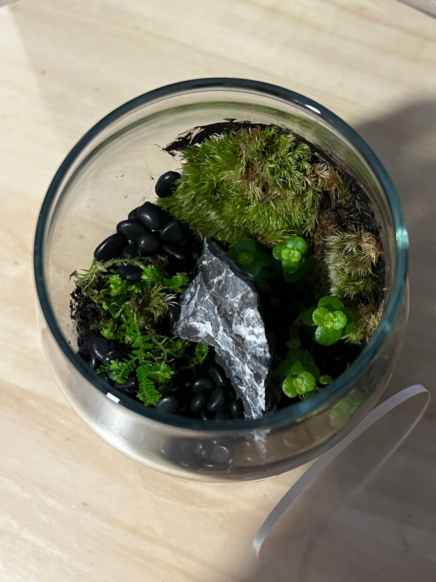 Terrarium 742