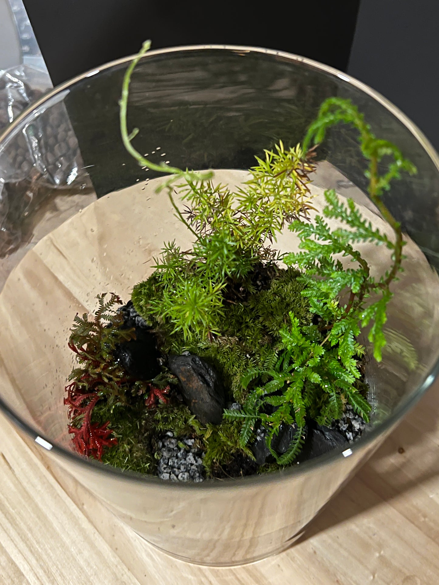 Terrarium 746