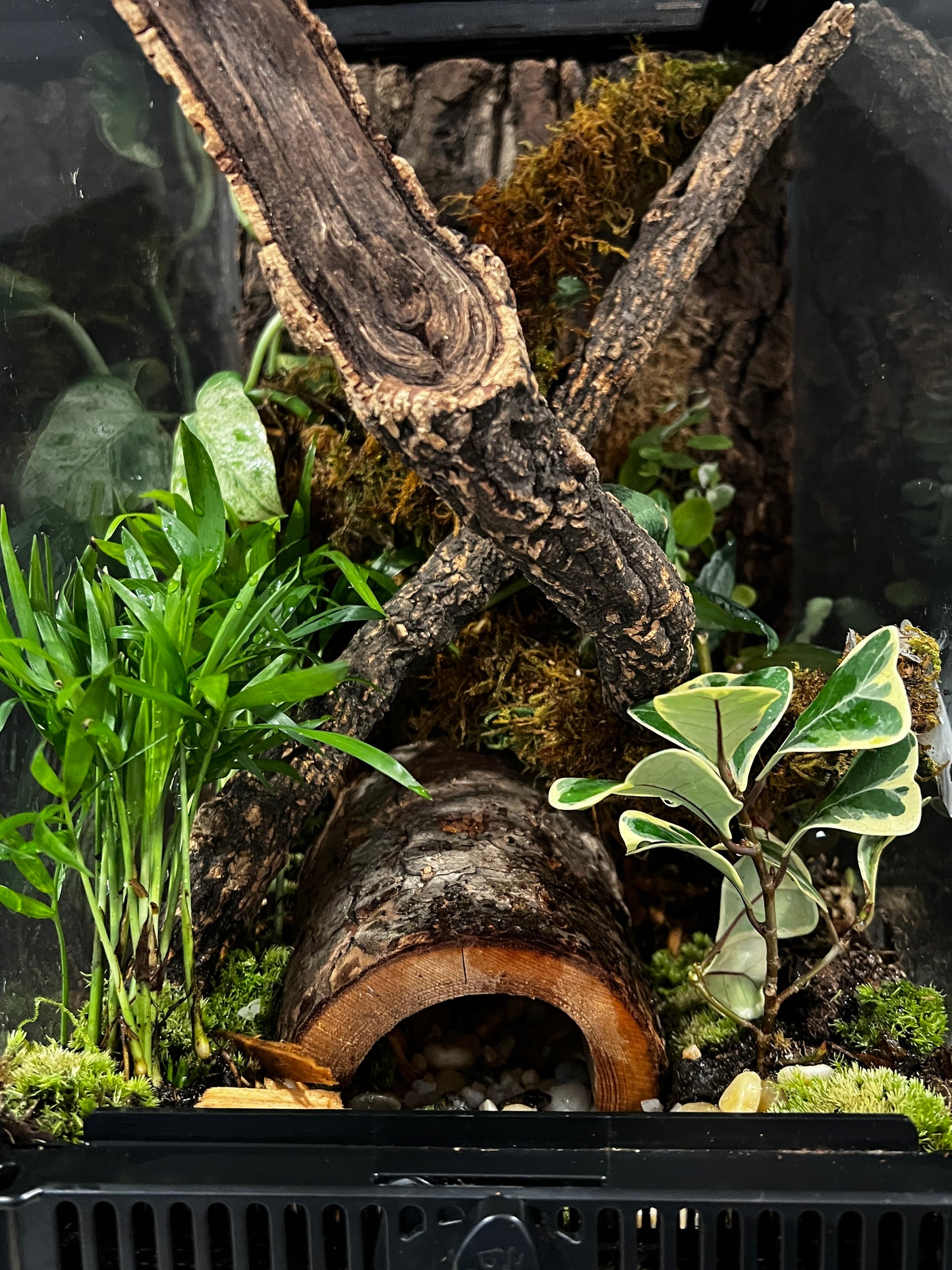 Terrarium Habitat 361