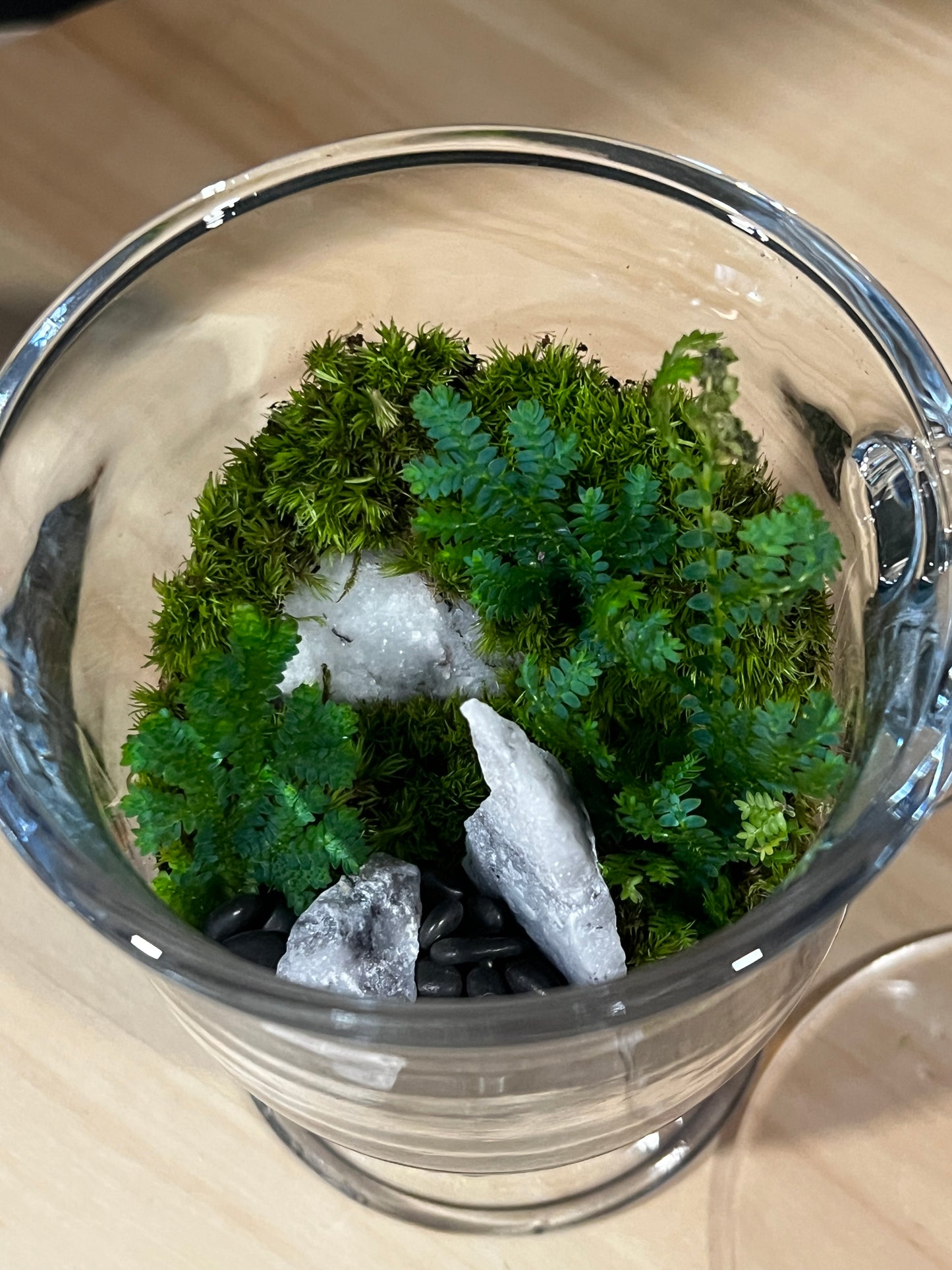 Terrarium 747