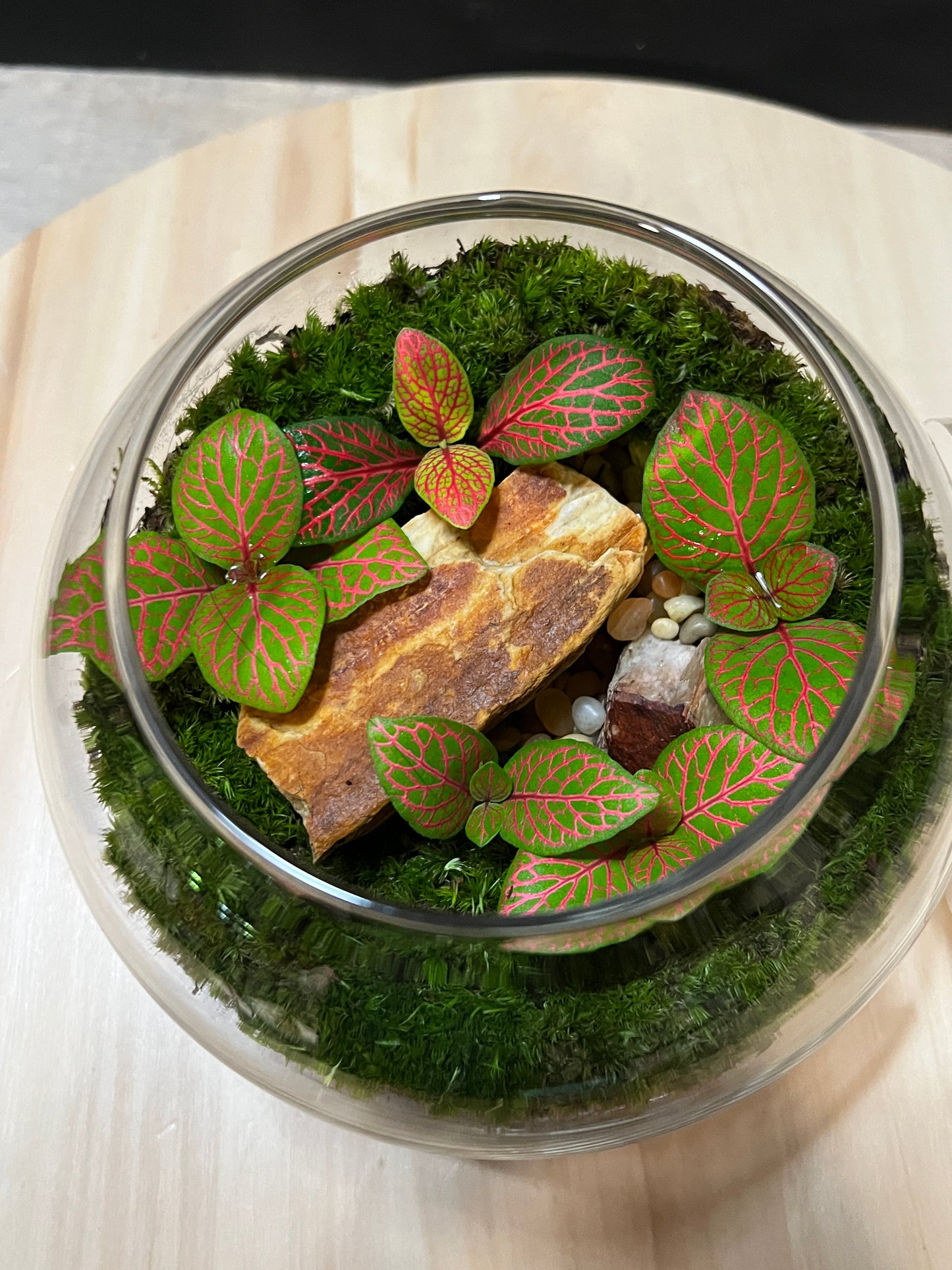 Terrarium 758