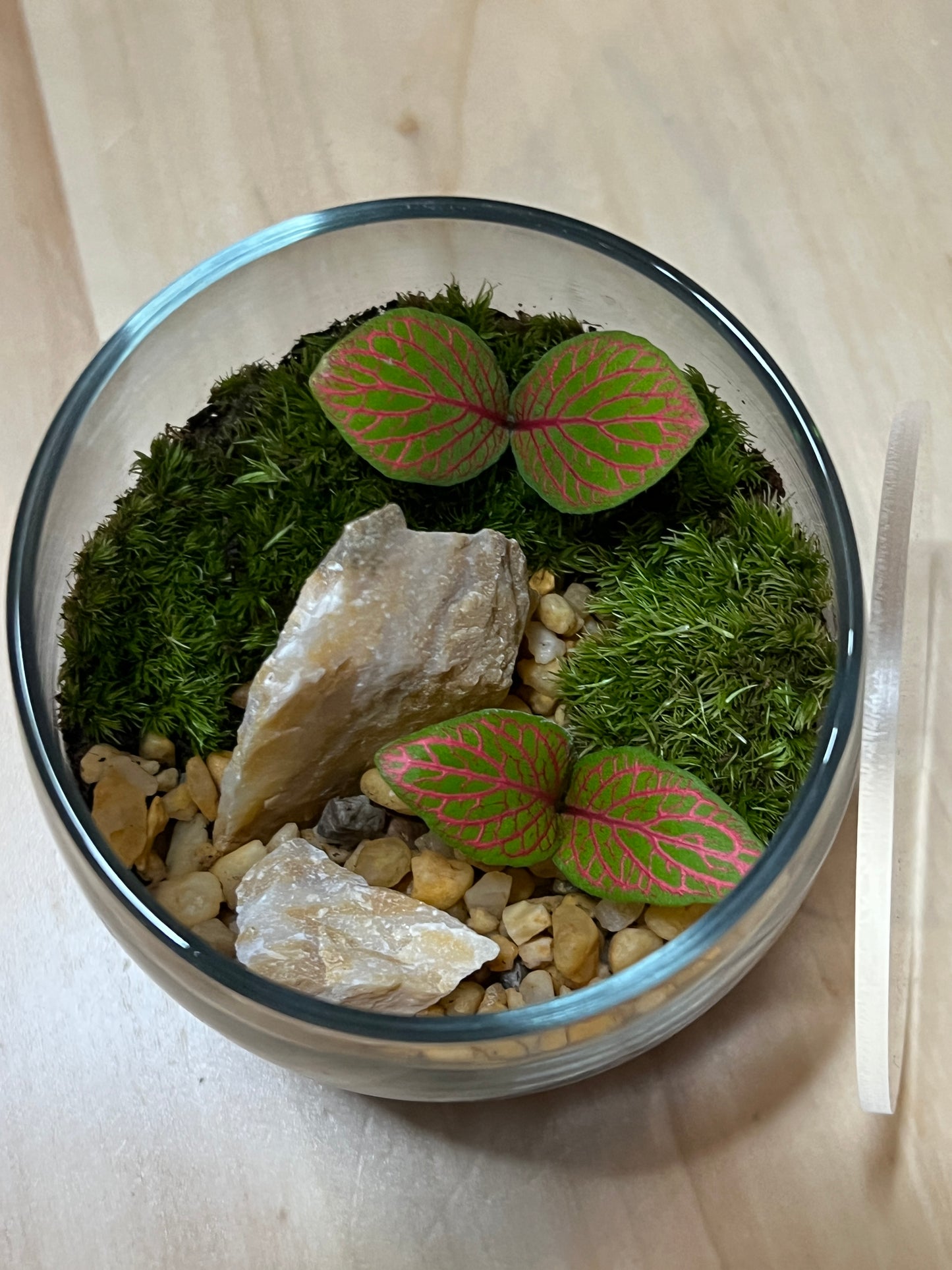 Terrarium 759
