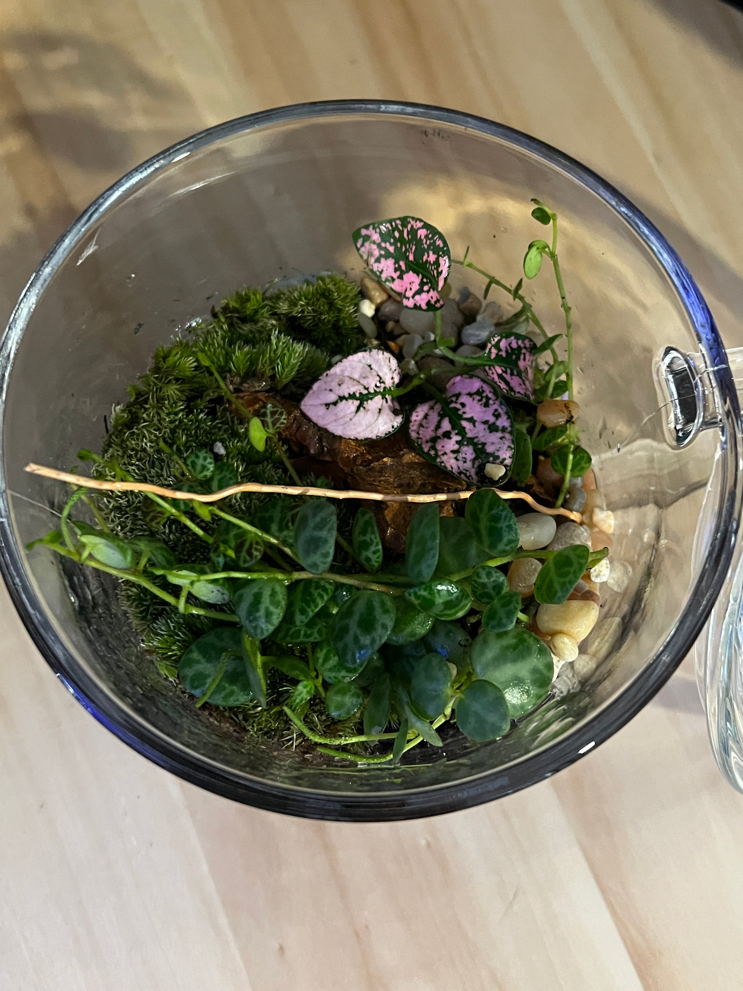 Terrarium 765