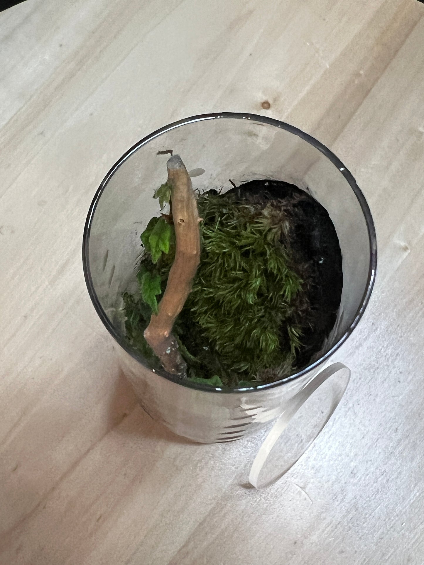 Terrarium 768