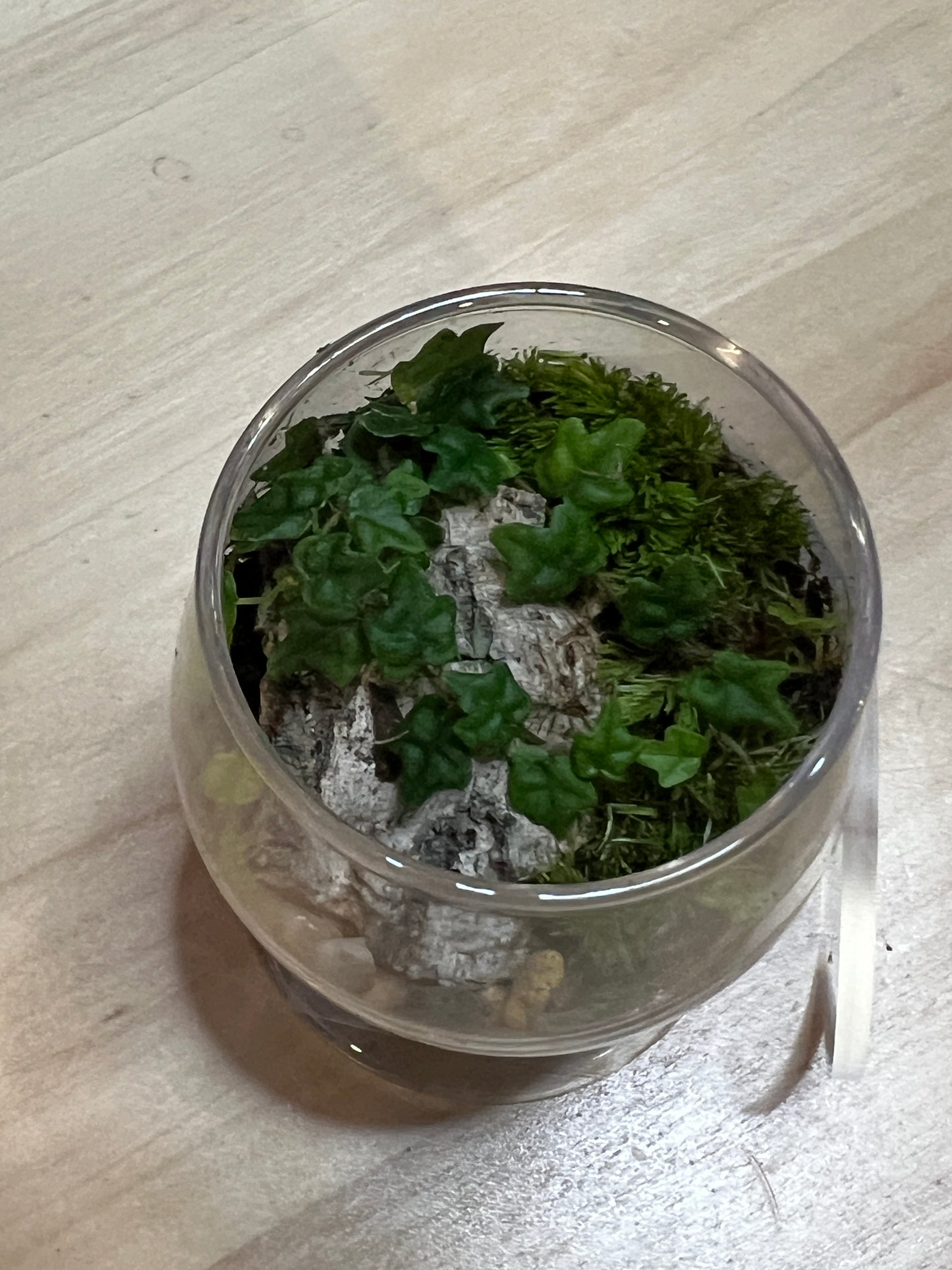 Terrarium 771