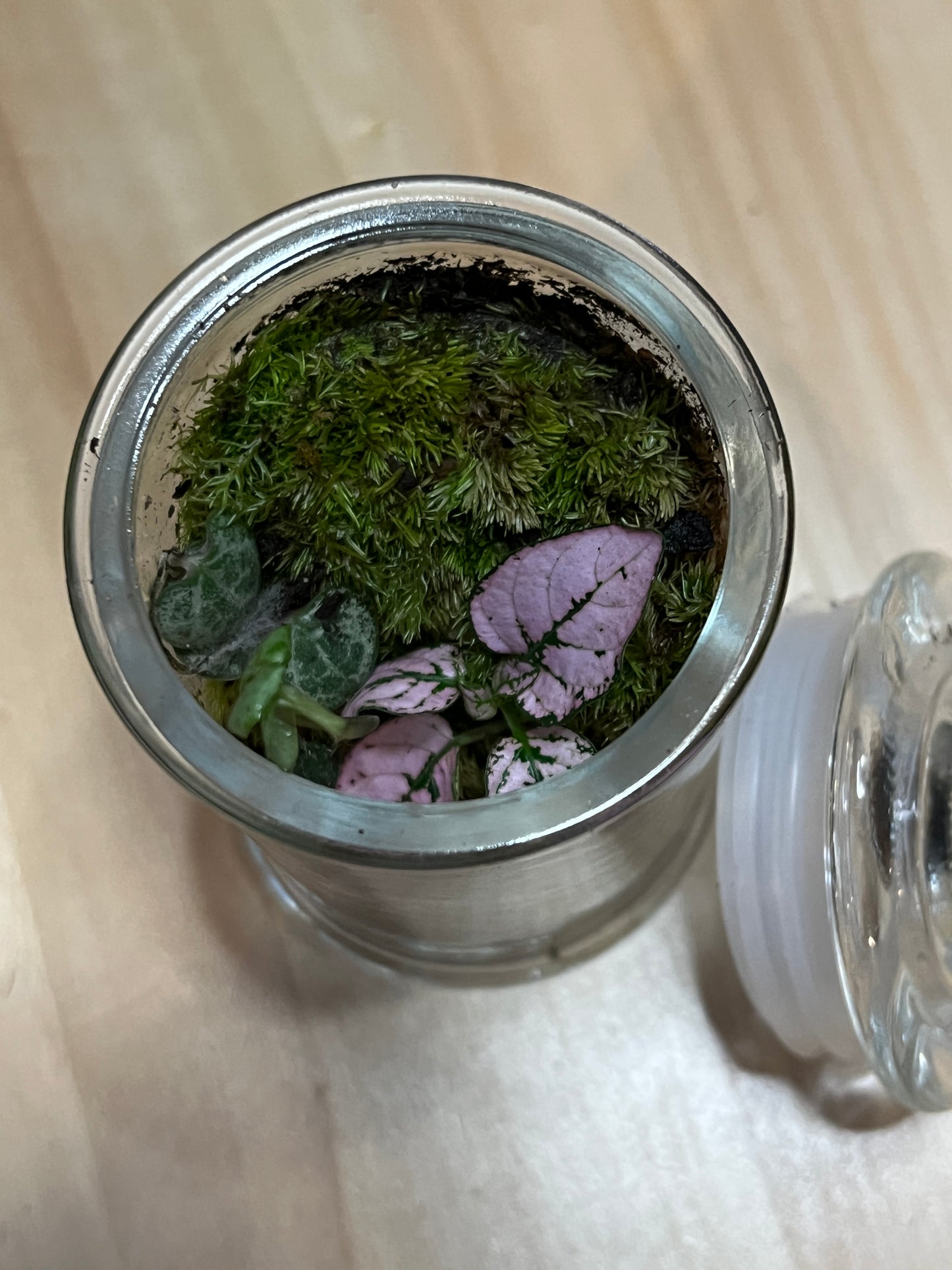 Terrarium 774