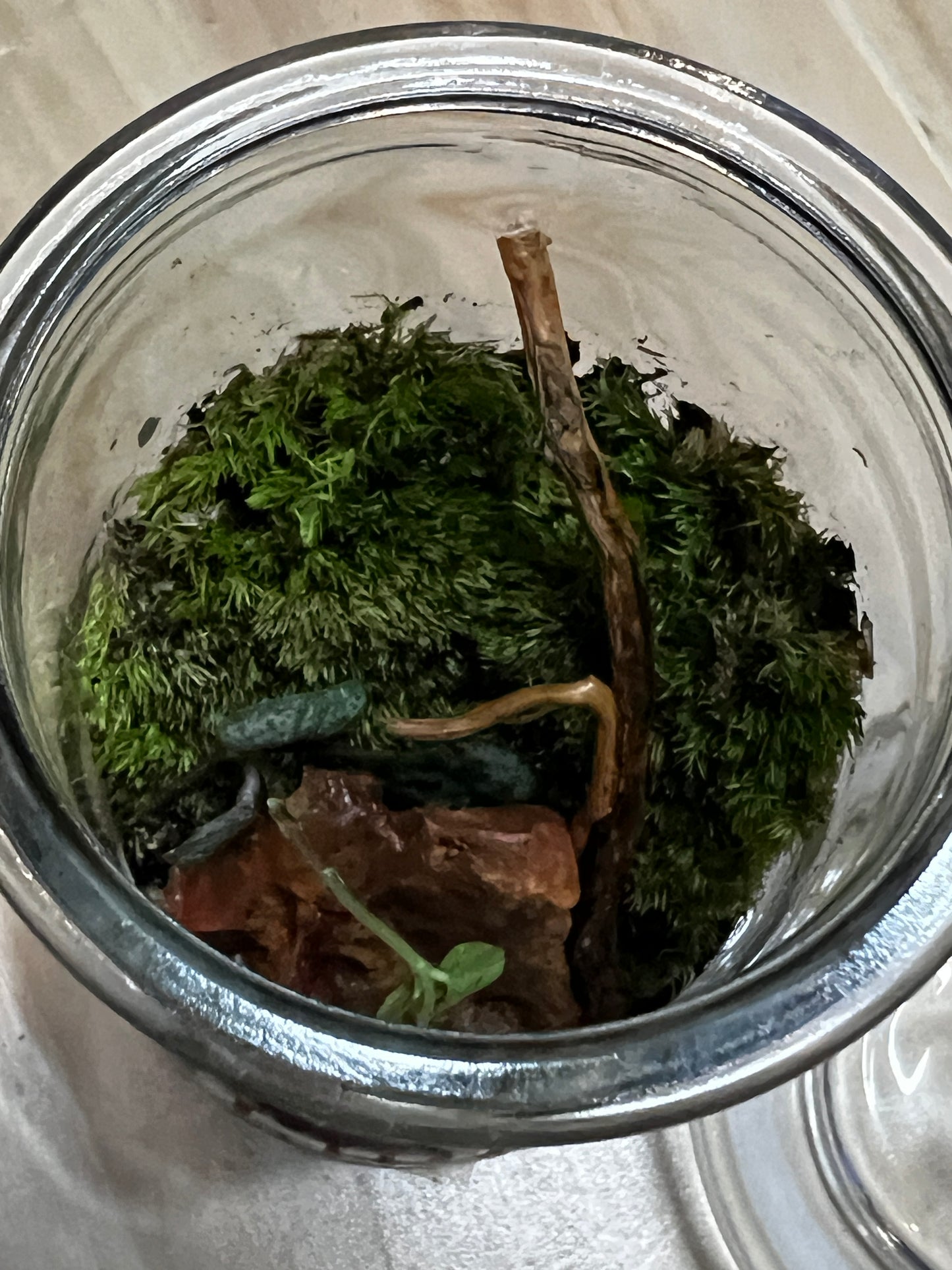 Terrarium 775