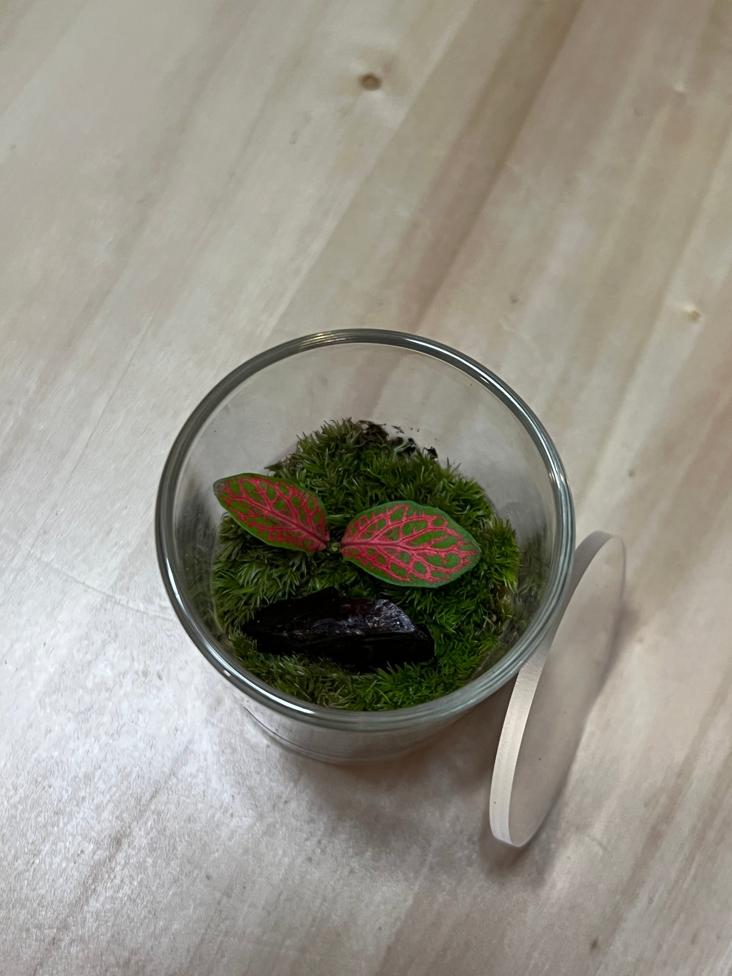 Terrarium 784