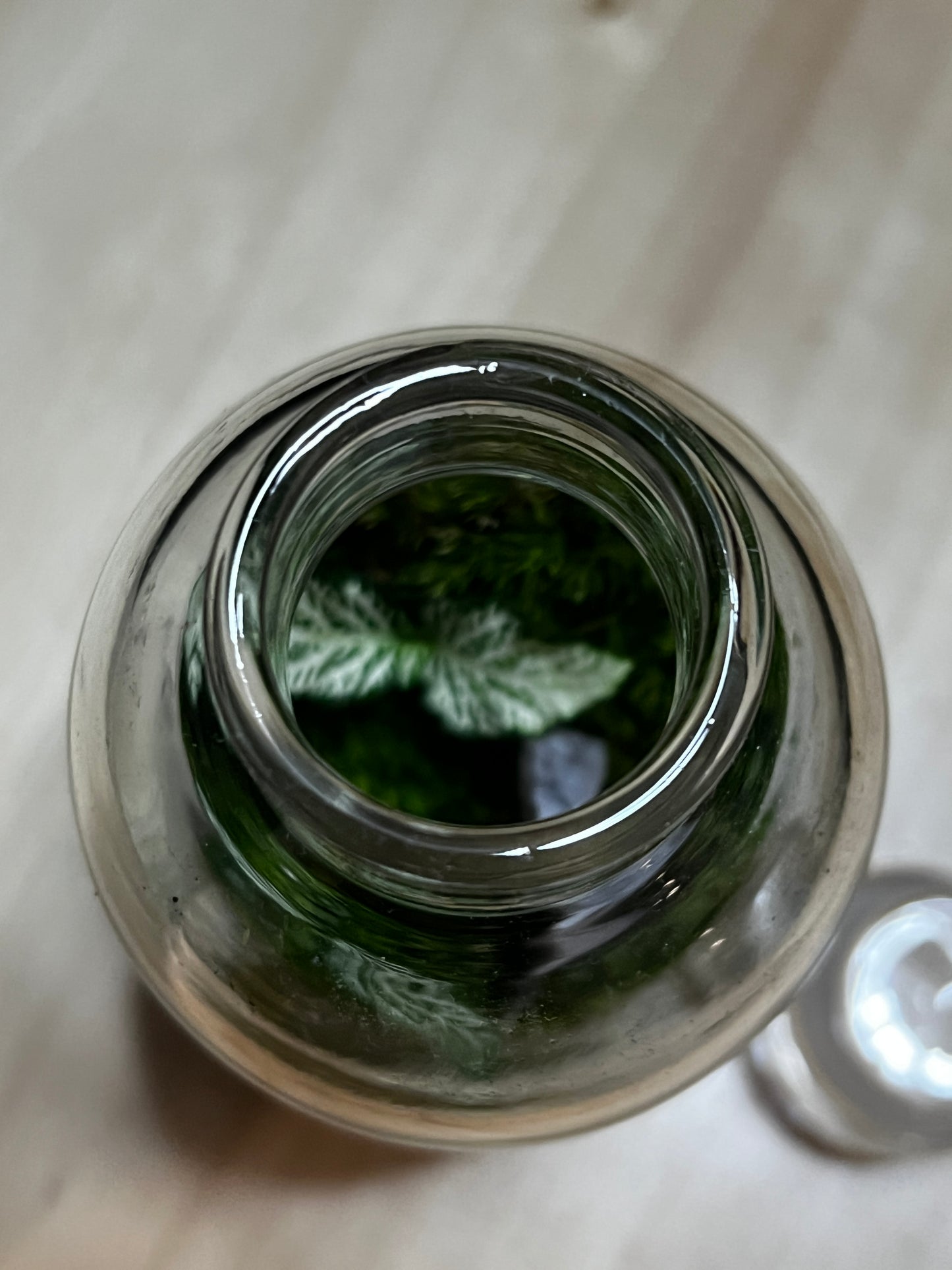 Terrarium 753