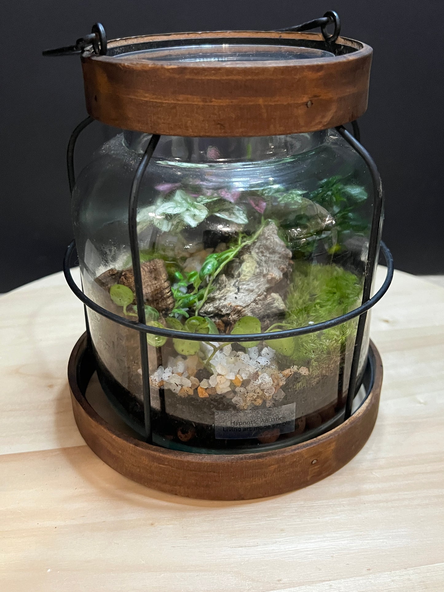 Terrarium 795