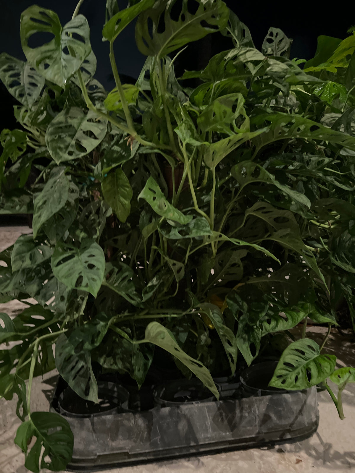 Live Plants: Monstera Swiss Cheese Totum 4” pot