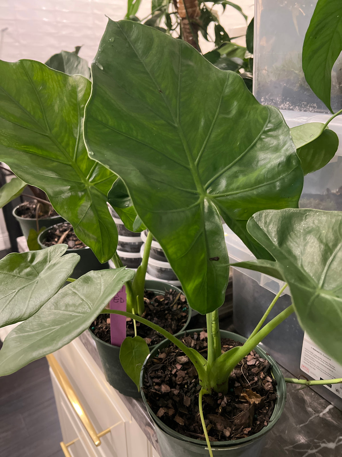 Live Plants: Alocasia Macrorrhiza (Giant Taro)