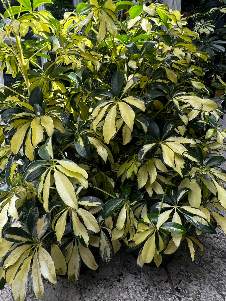 Live Plants