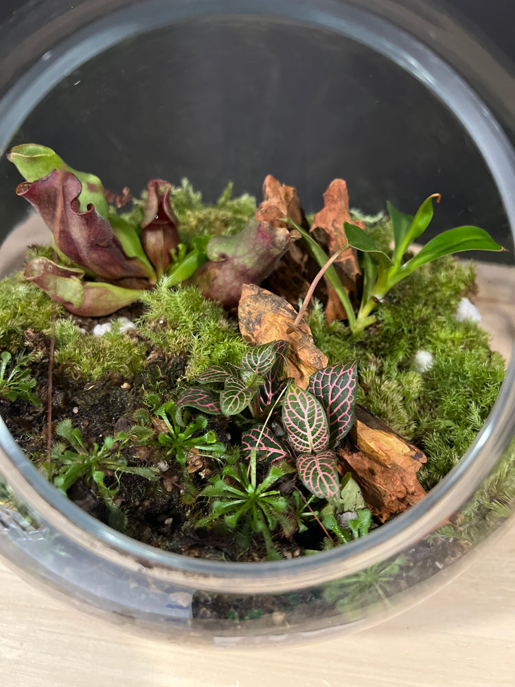 Carnivorous Collection