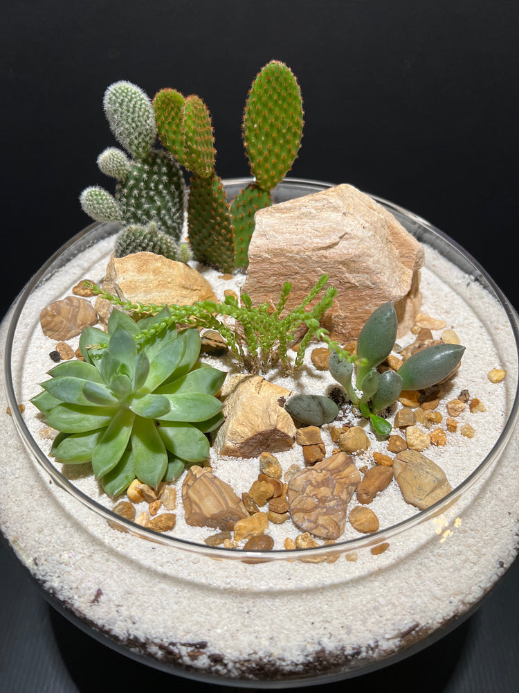 Terrariums Arid