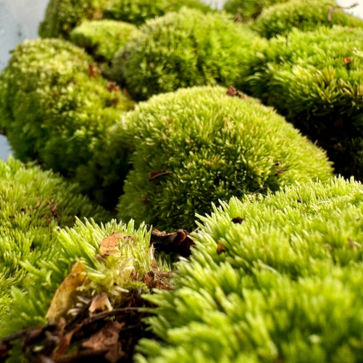Wild Harvested Moss