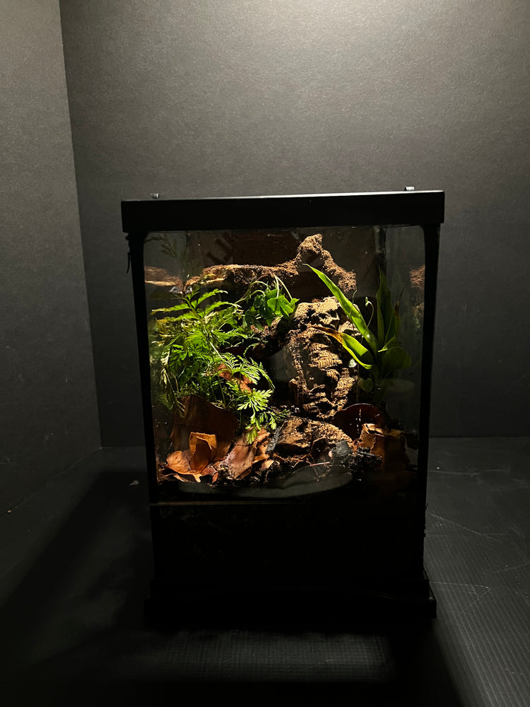 Terrestrial Terrarium/Vivarium
