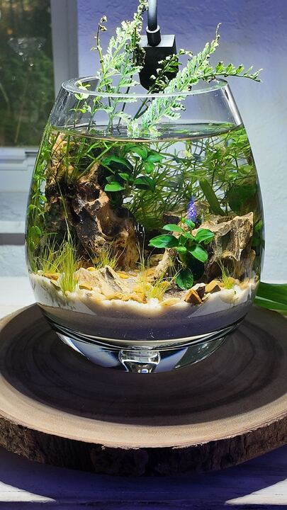 Freshwater Aquariums