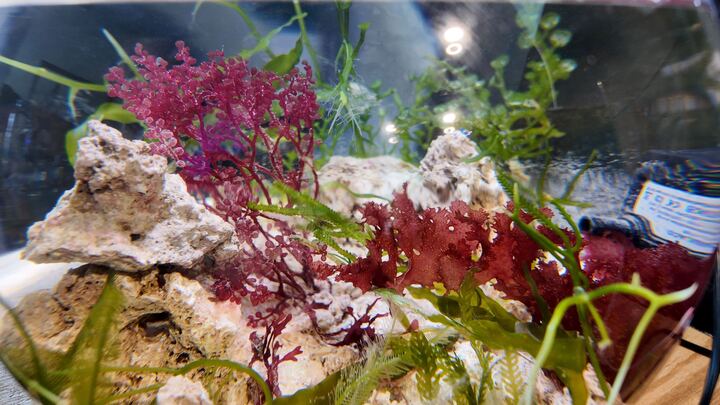 Saltwater Aquariums