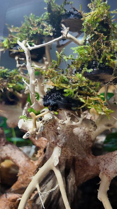 Paludariums
