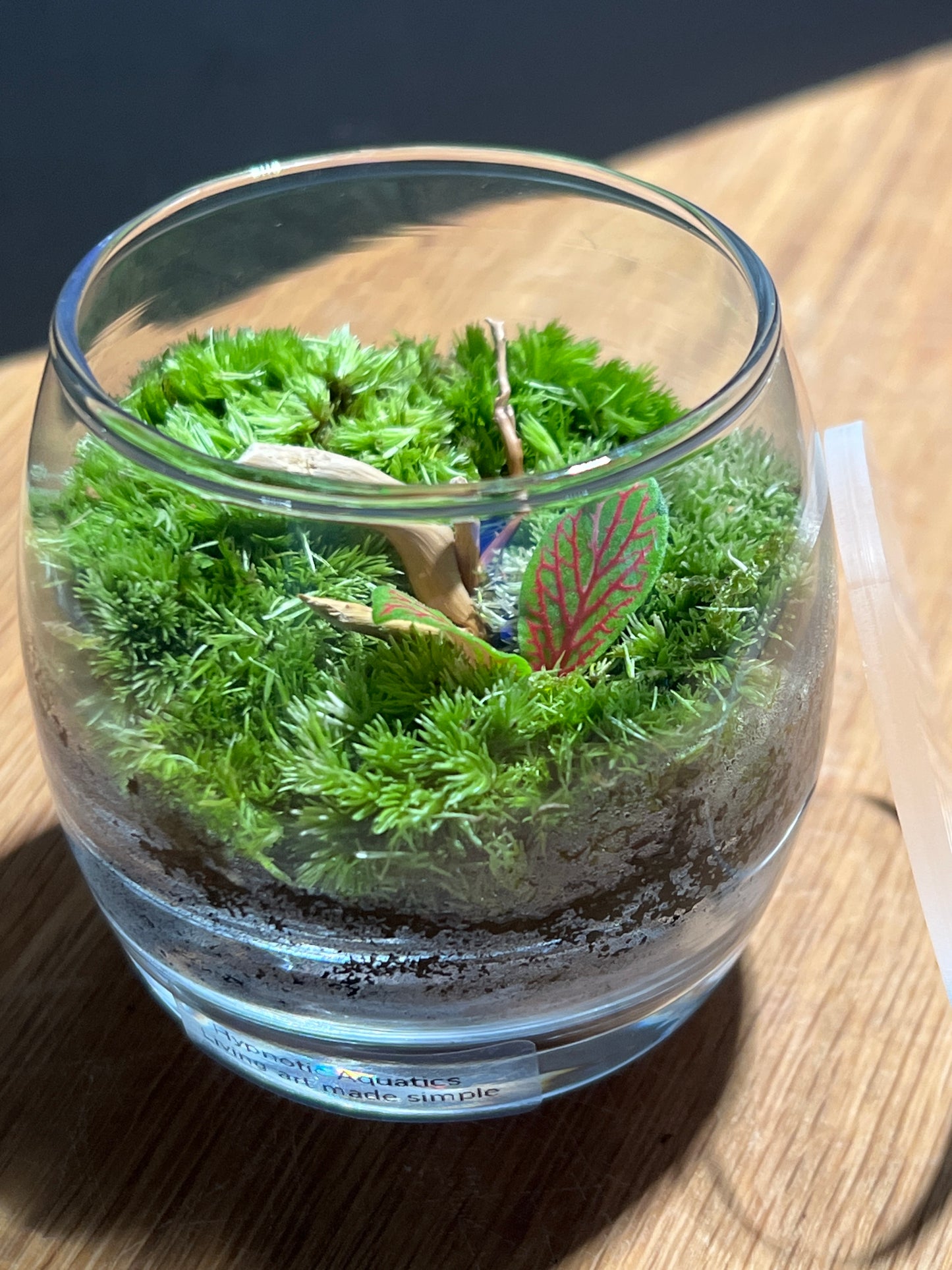 Terrarium 526