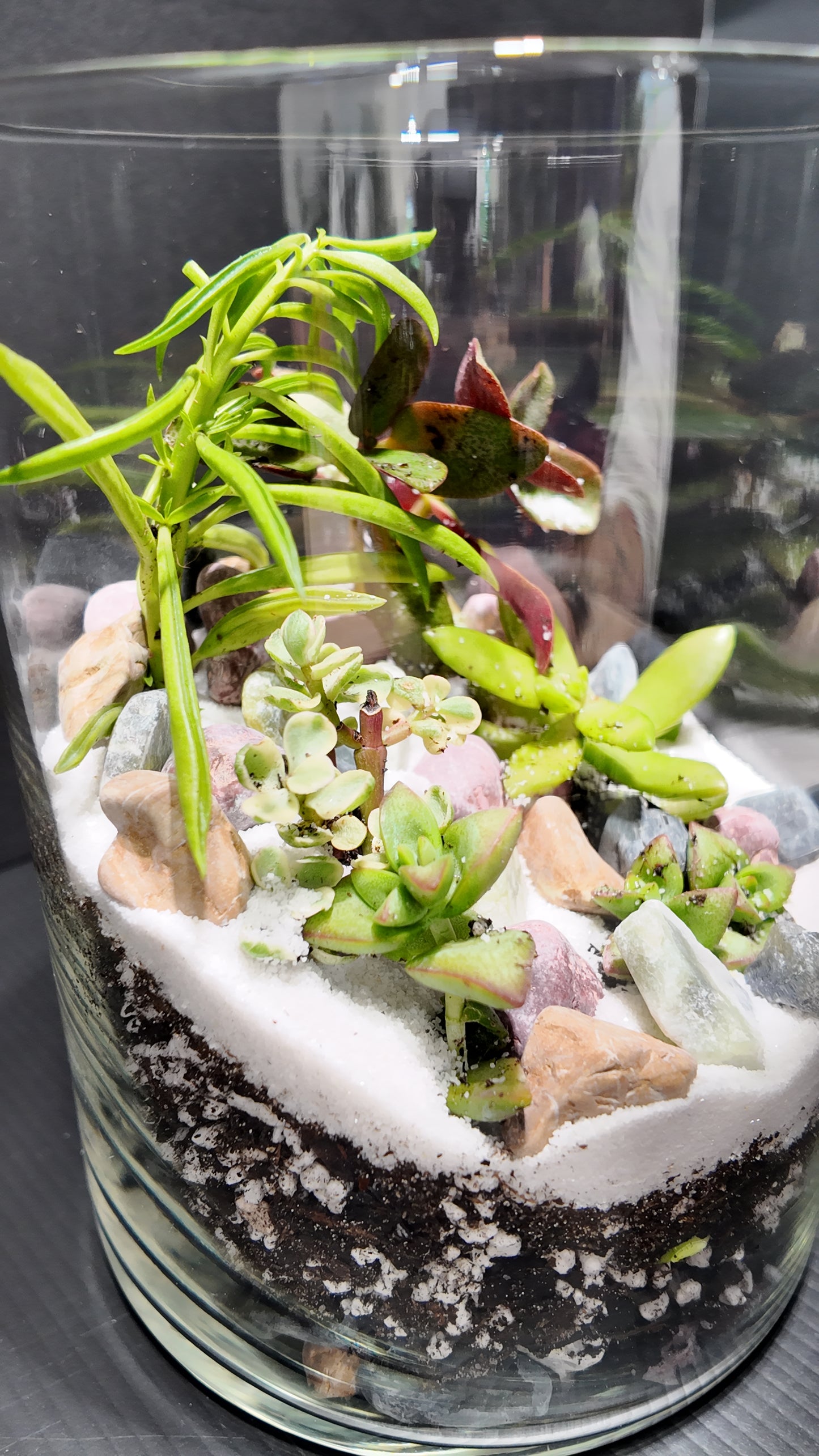 Terrarium #44