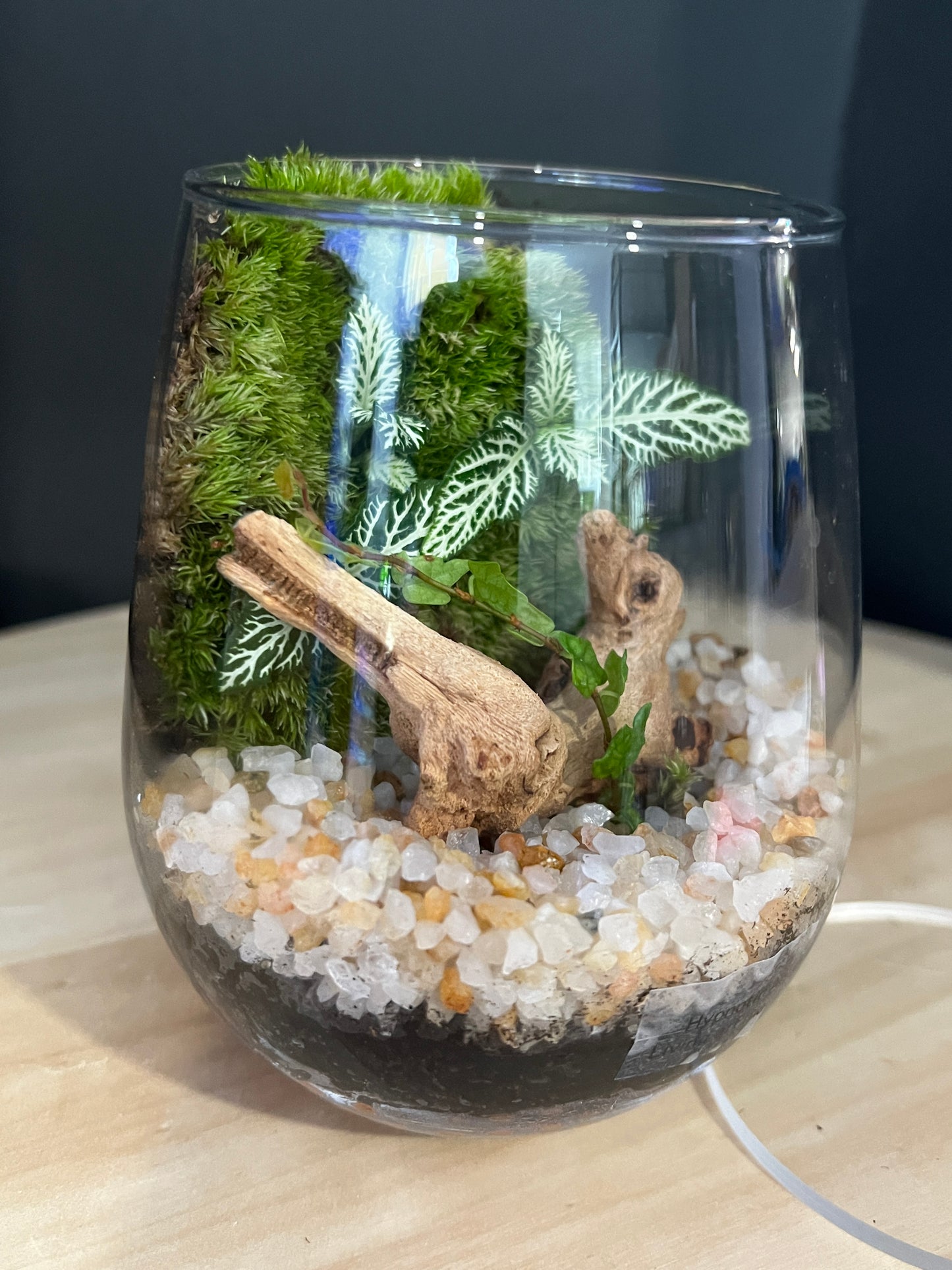 Terrarium 882
