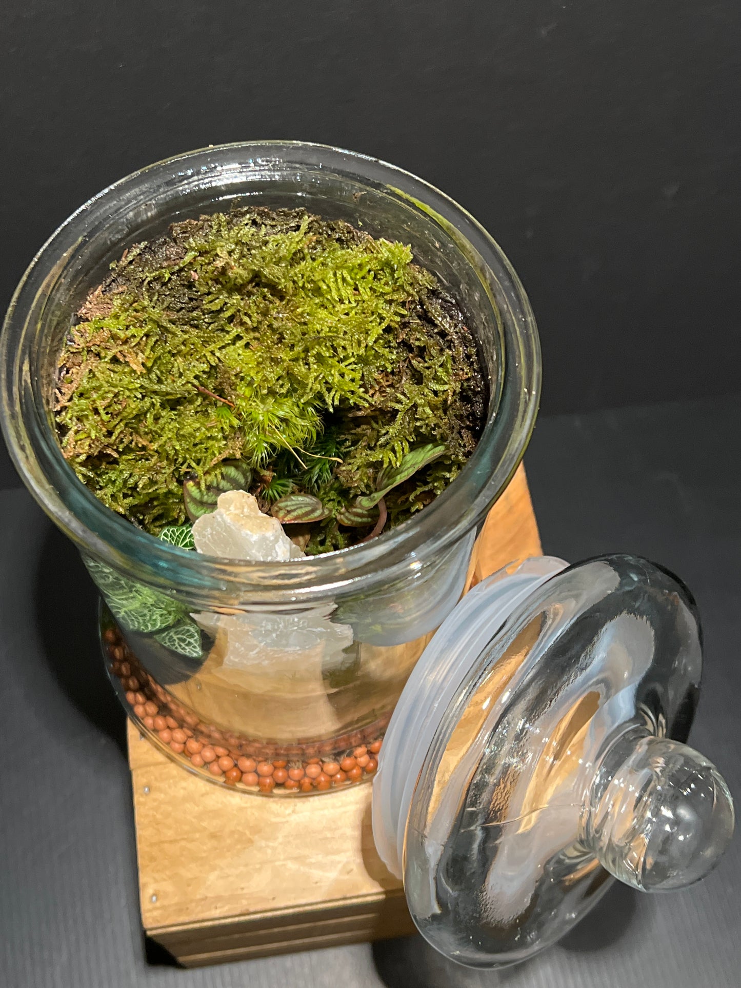 Terrarium #164