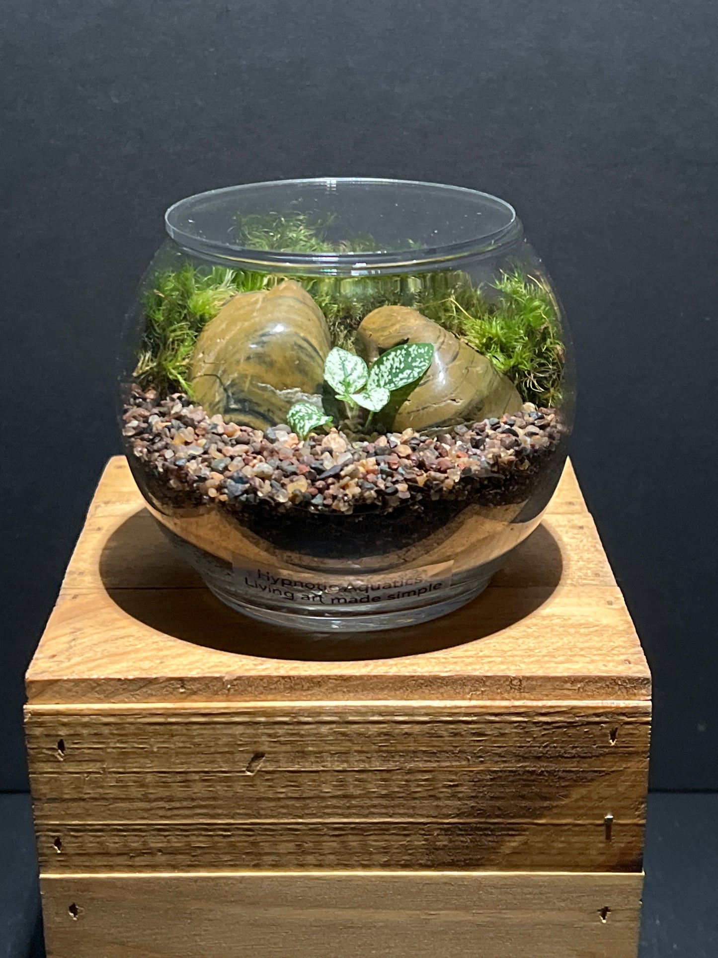 Terrarium #135