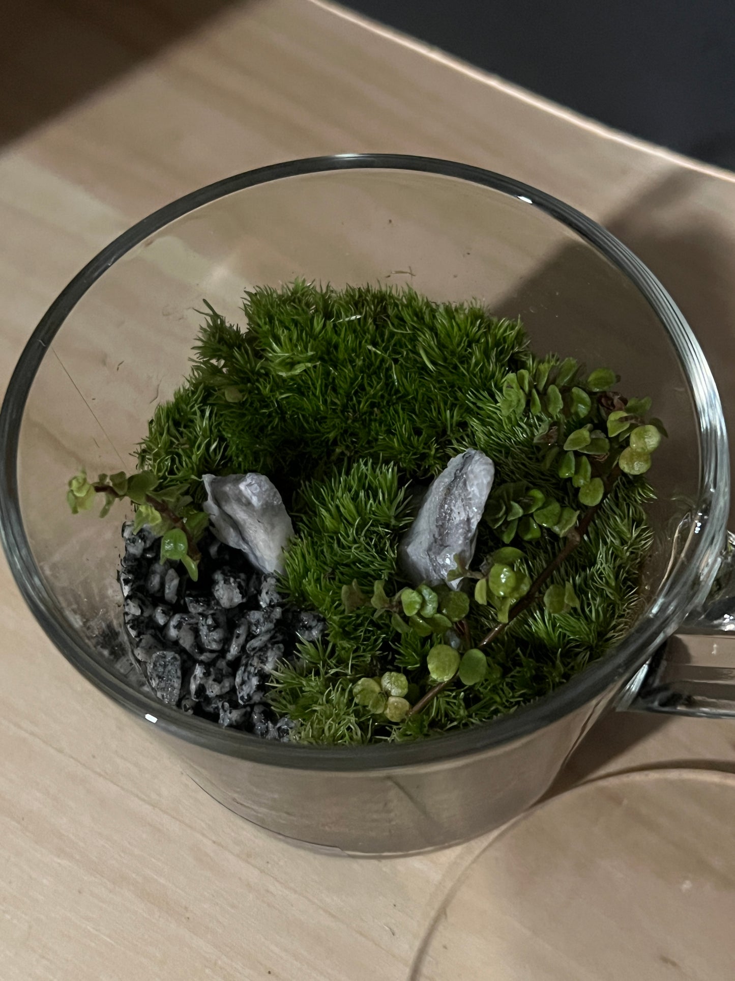 Terrarium 812