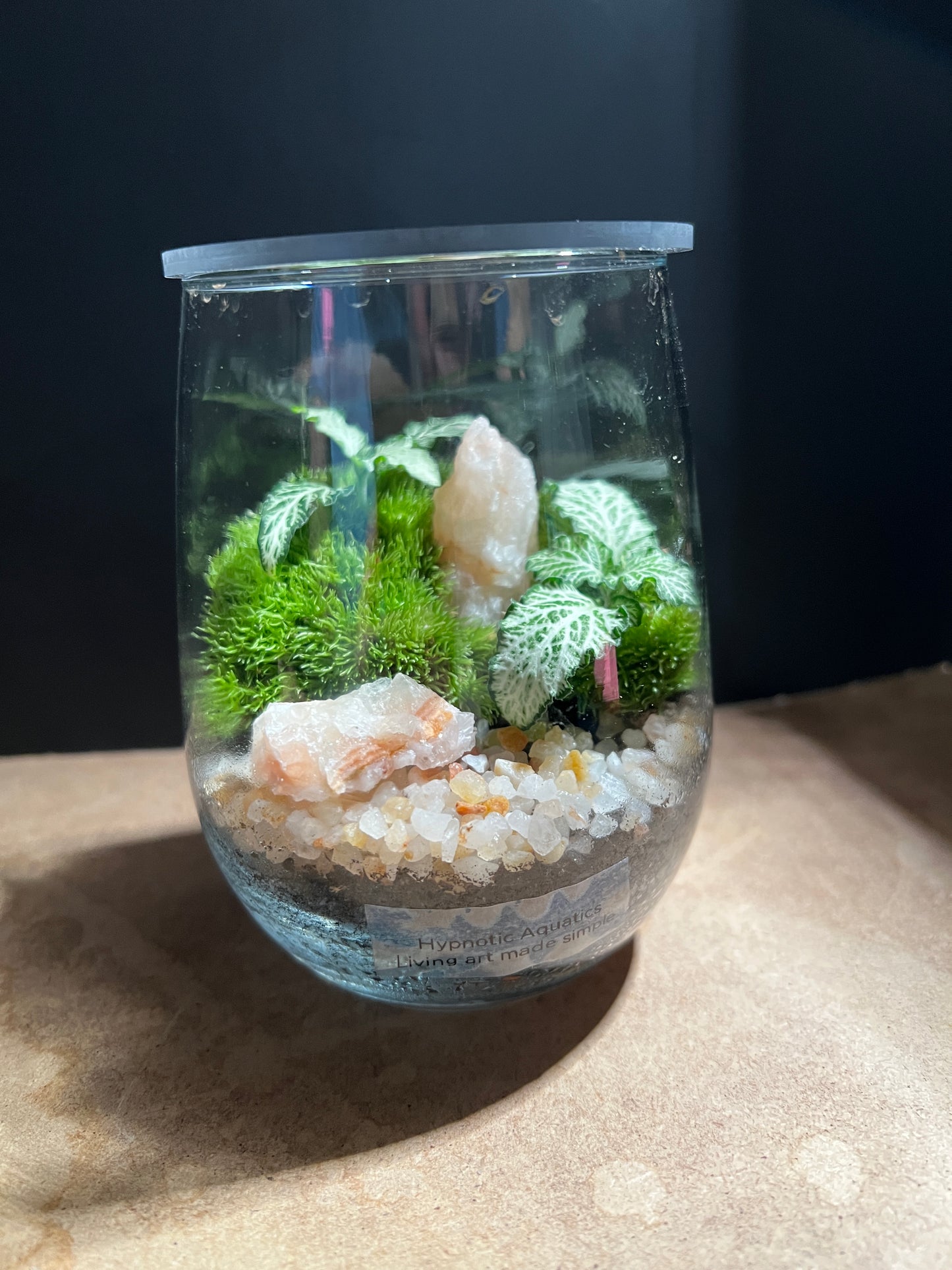 Terrarium 895
