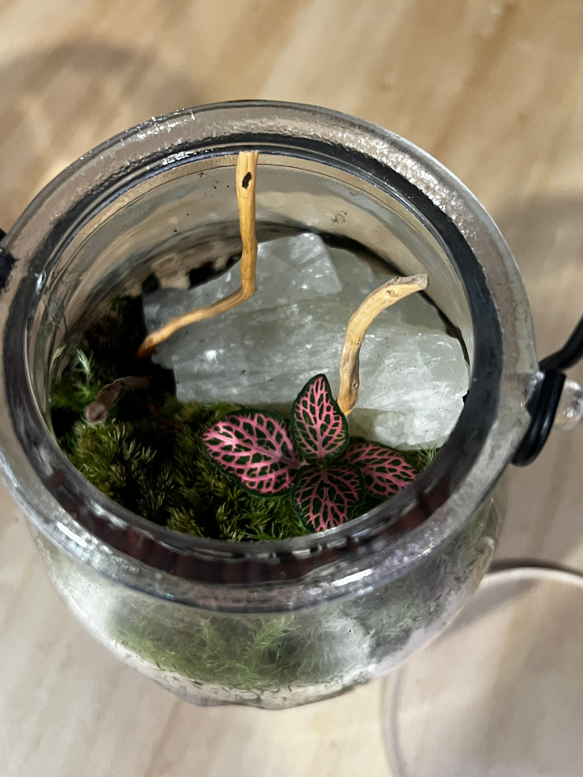Terrarium 984