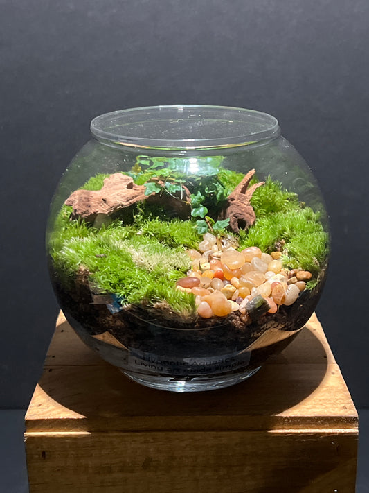Terrarium #156