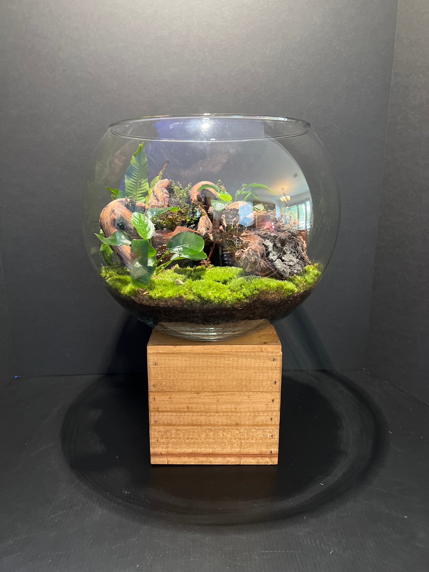 Terrarium #37