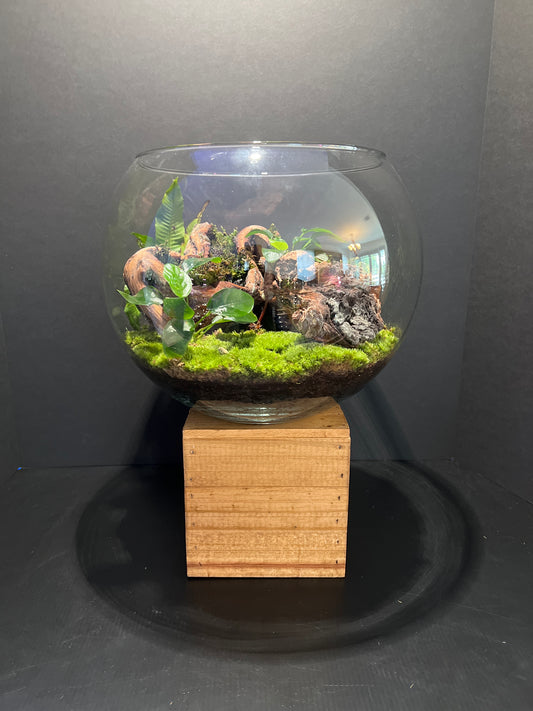 Terrarium #37