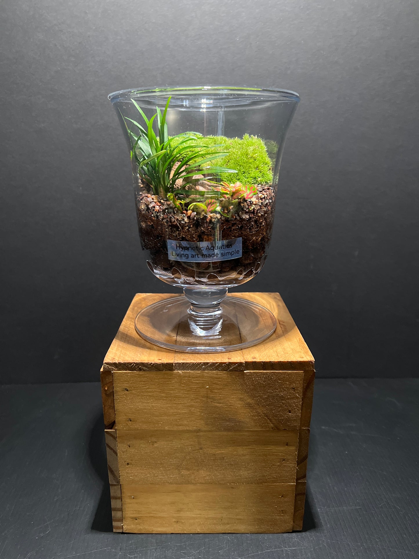 Terrarium #73