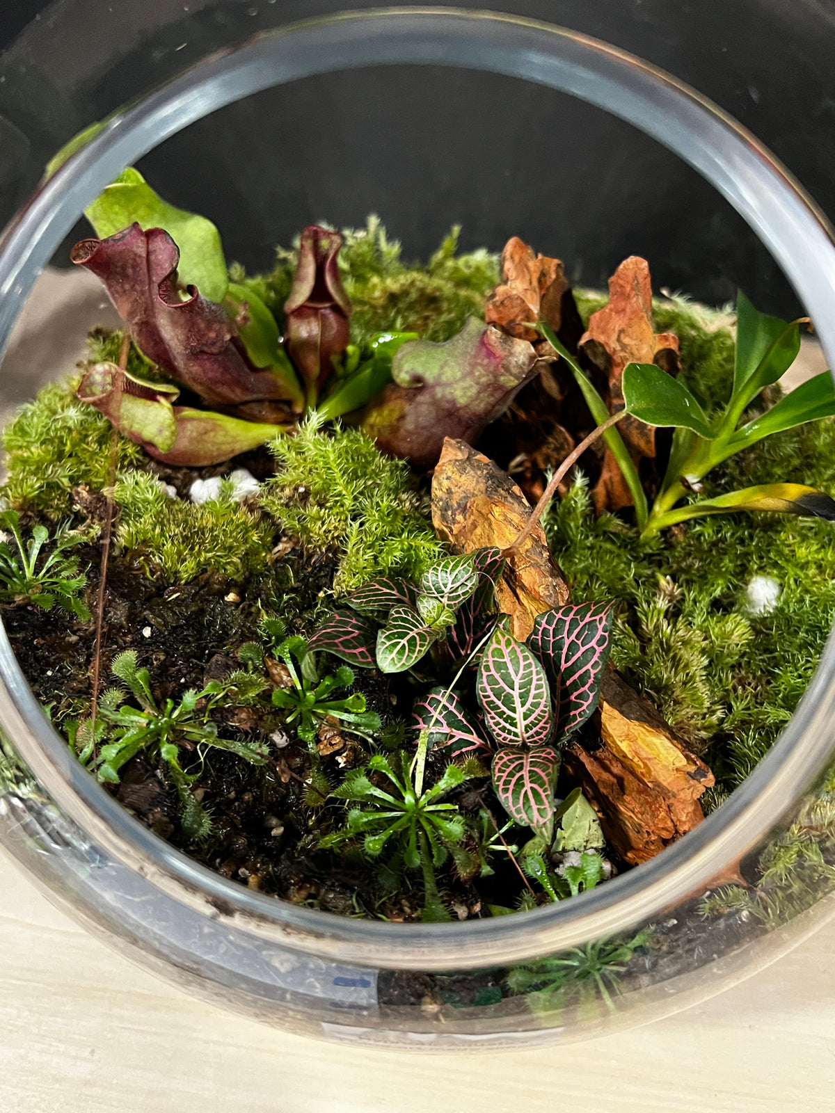 Terrarium 991