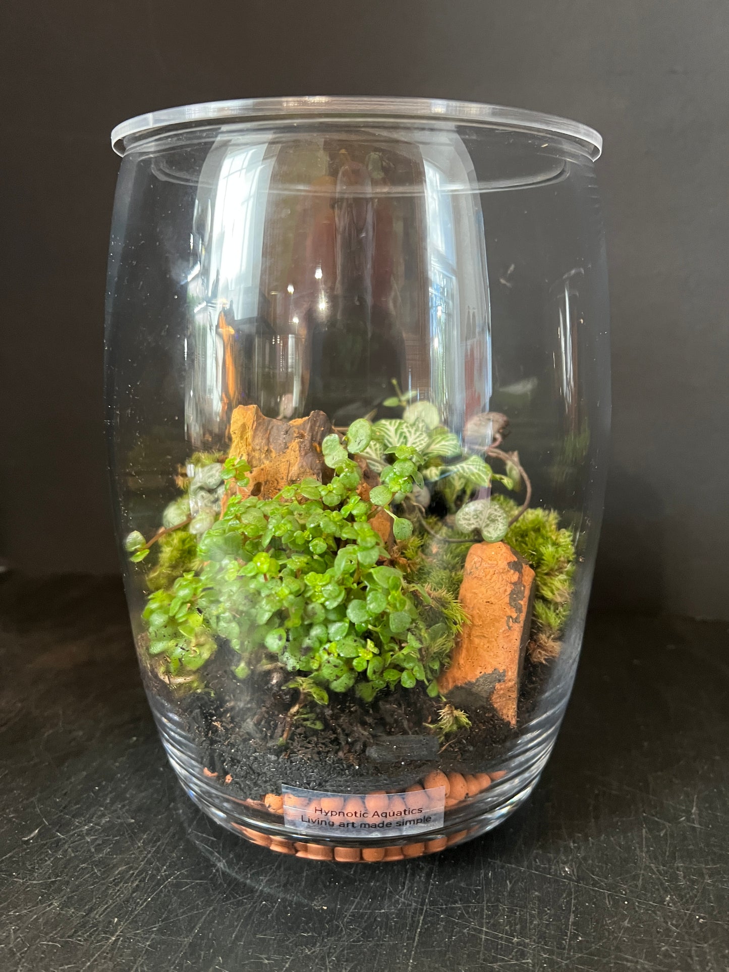 Terrarium 877
