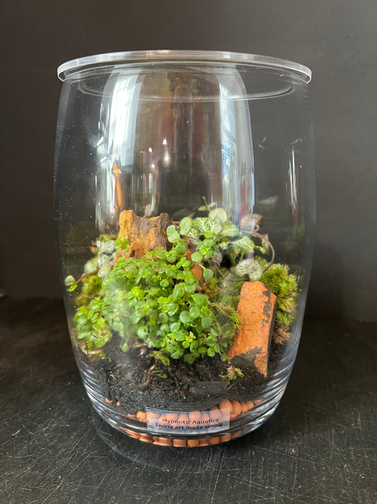 Terrarium 877