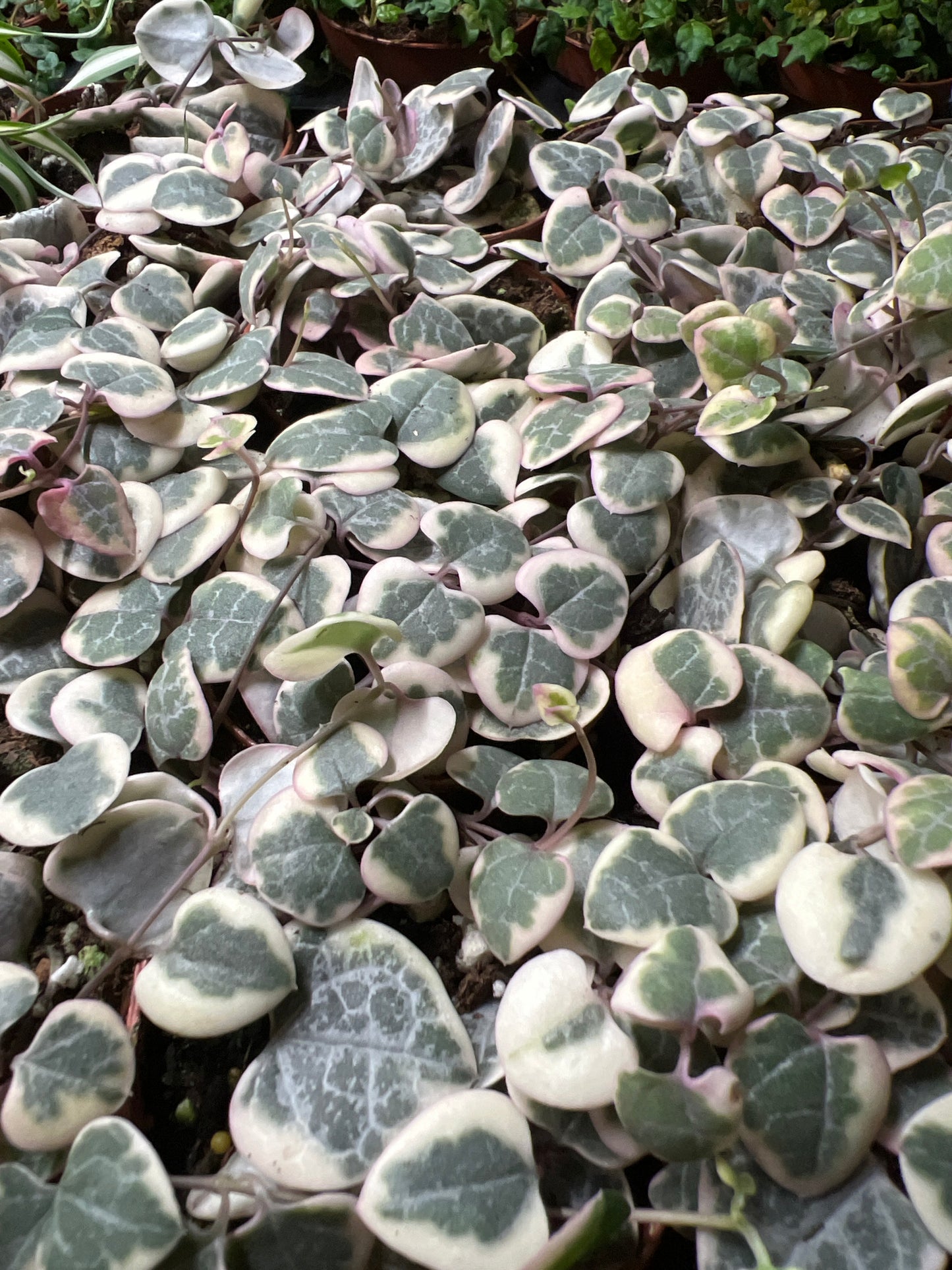 Terrarium Plants: Variegated String of Hearts