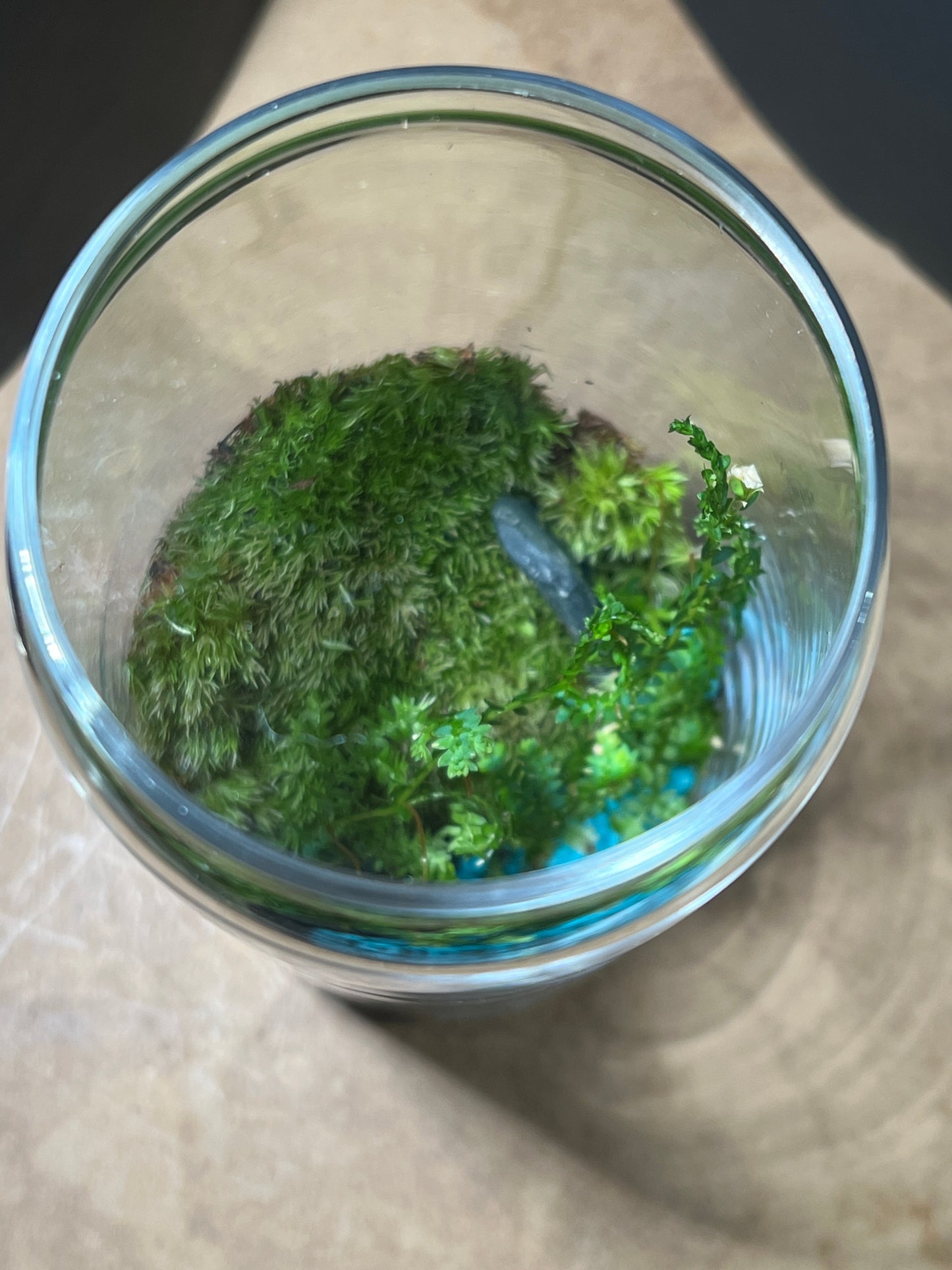 Terrarium 851