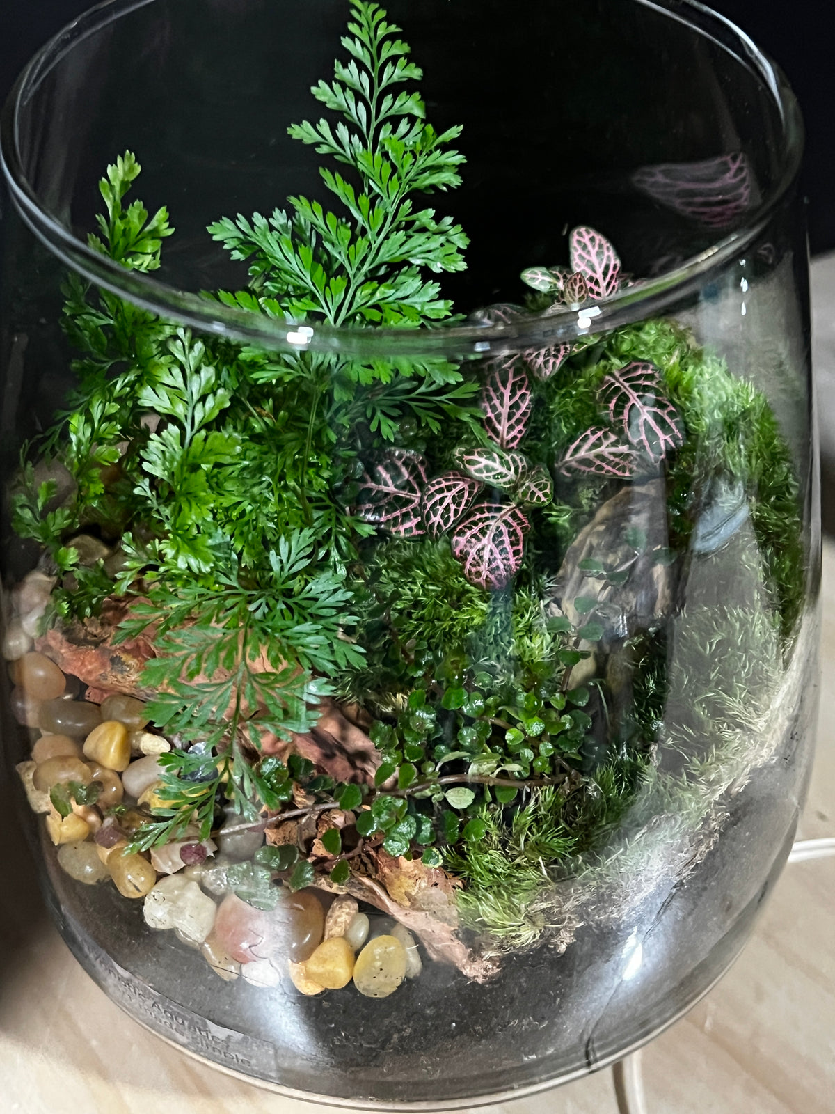Terrarium 961