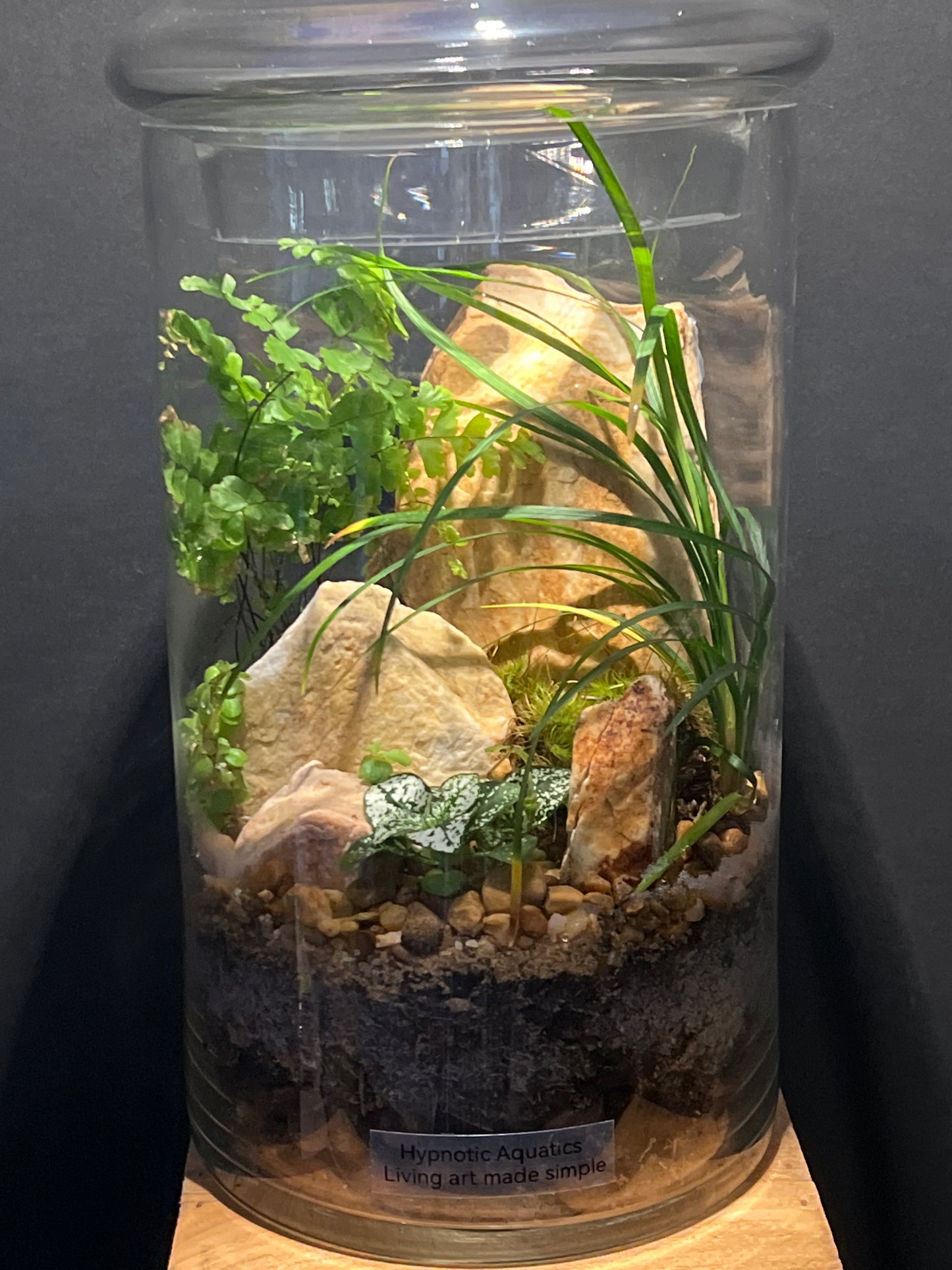 Terrarium #108