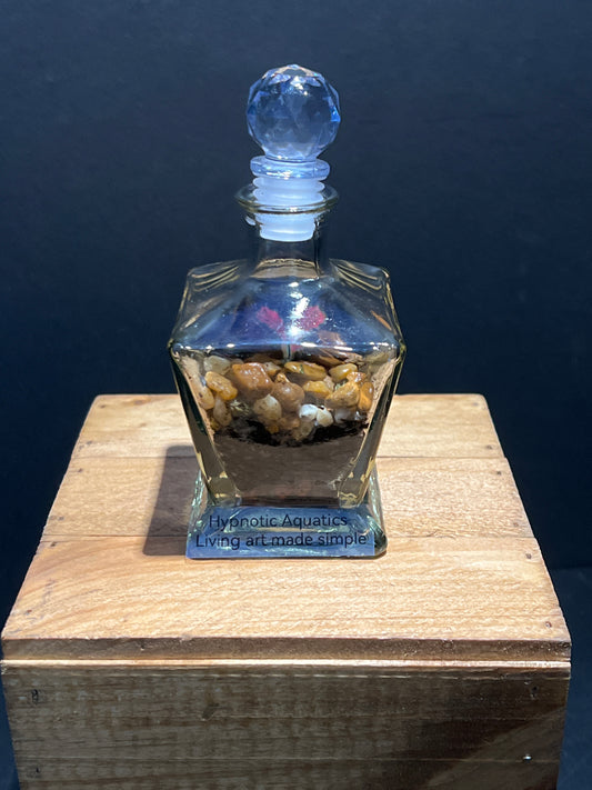 Terrarium #154