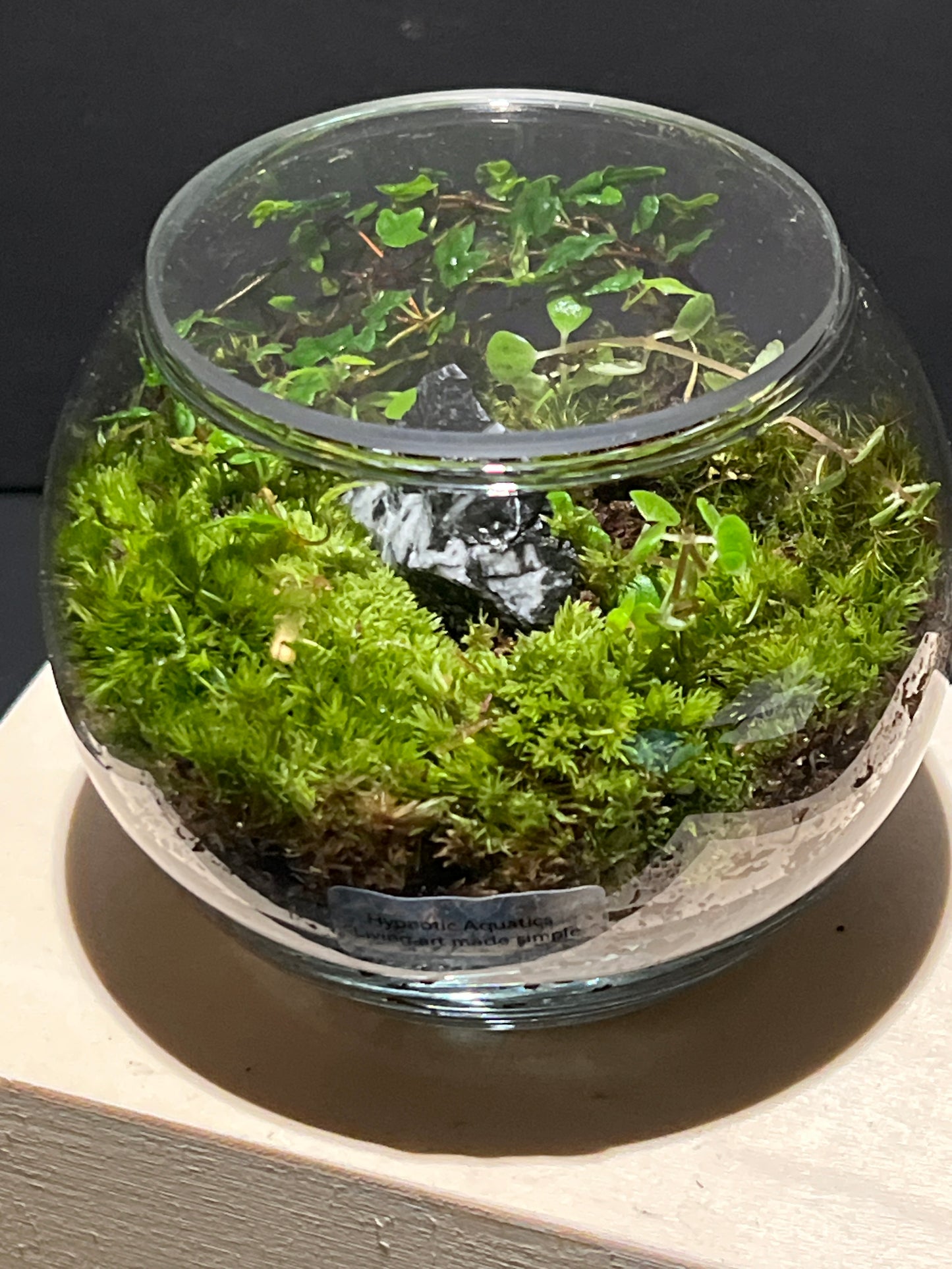 Terrarium 247